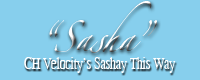 Velocity''s Sashay This Way "Sasha"